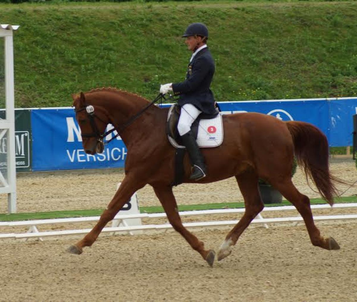 A para-equestrian rider gallops on a horse.